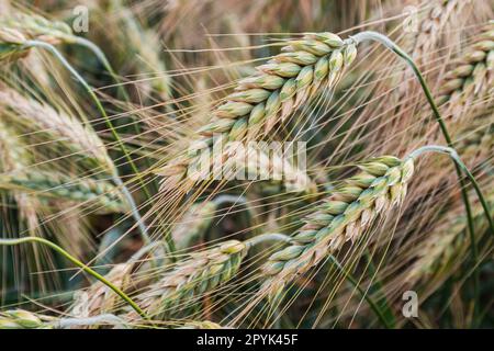 Grano verde nel campo Foto Stock