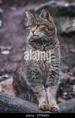 Gatto selvatico europeo, Felis silvestris Foto Stock
