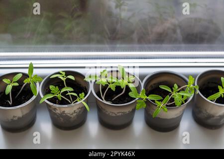 Una tazza di plastica con terreno in cui vengono collocati i giovani pomodori verdi per le piantine. Giovani piantine si trovano vicino alla finestra sul davanzale. Foto Stock