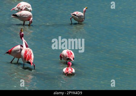 Paesaggio desertico e fauna selvatica delle lagune altiplaniche in Bolivia Foto Stock