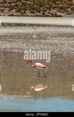 Paesaggio desertico e fauna selvatica delle lagune altiplaniche in Bolivia Foto Stock