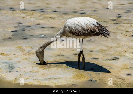 Paesaggio desertico e fauna selvatica delle lagune altiplaniche in Bolivia Foto Stock