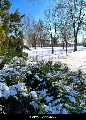 sotto la neve, alberi e cespugli nel parco invernale Foto Stock