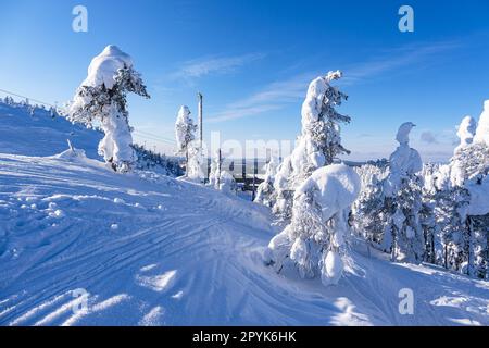 Paesaggio con neve in inverno a Ruka, Finlandia Foto Stock