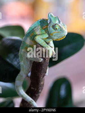 Camaleonte dello Yemen, Chamaeleo calyptratus Foto Stock