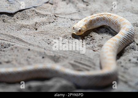 Serpente dal naso di maiale del Texas, Heterodon nasicus Foto Stock