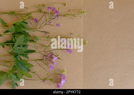 Composizione floreale fiori rosa. Un delicato bouquet di fiori rosa su sfondo beige pastello. Il concetto di congratulazioni, romanticismo. Una cartolina Foto Stock