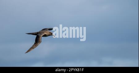 L'albatro scuro (Phoebetria fusca) è un albatro nero dalle ali strette e lunghe e dalla coda affusolata che scorre elegantemente nell'aria in volo Foto Stock