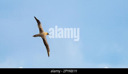 L'albatro scuro (Phoebetria fusca) è un albatro nero dalle ali strette e lunghe e dalla coda affusolata che scorre elegantemente nell'aria in volo Foto Stock