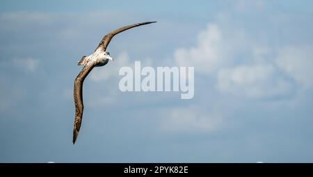 Albalconata (Diomedea exulans) - l'uccello con la più grande apertura alare del mondo sorvola il mare blu in volo in volo in volo a vela Foto Stock