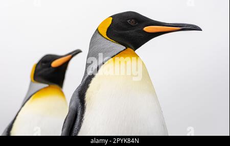 Primo piano laterale della testa di un grazioso pinguino re, ritagliato su uno sfondo bianco Foto Stock