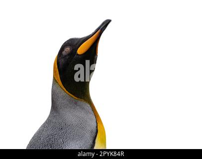 Primo piano laterale della testa di un grazioso pinguino re, ritagliato su uno sfondo bianco Foto Stock