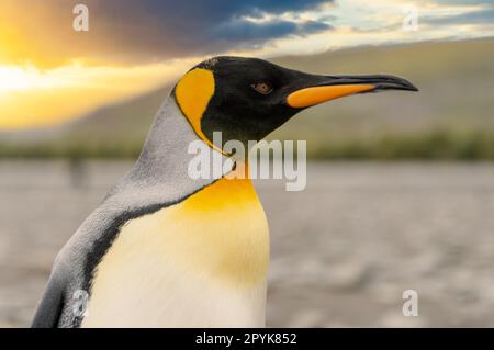 Primo piano laterale della testa di un grazioso pinguino re, ritagliato su uno sfondo bianco Foto Stock