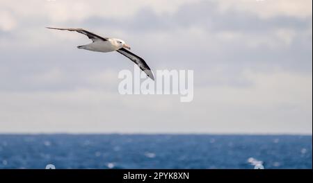 Albalconata (Diomedea exulans) - l'uccello con la più grande apertura alare del mondo sorvola il mare blu in volo in volo in volo a vela Foto Stock