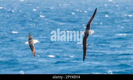 Albalconata (Diomedea exulans) - l'uccello con la più grande apertura alare del mondo sorvola il mare blu in volo in volo in volo a vela Foto Stock