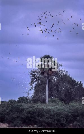 Rufiji River Foto Stock