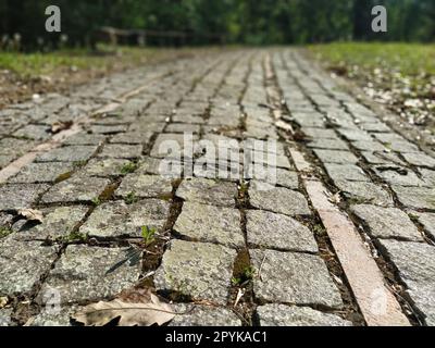 Terreno acciottolato ricoperto di foglie asciutte alla luce del sole. I vecchi asfaltatori del parco sono coperti di erba secca e foglie. Vegetazione sfocata Foto Stock