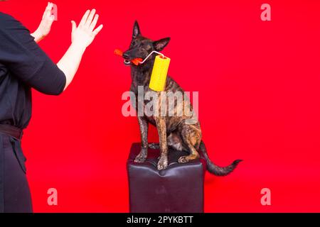 Un costruttore di cani sta tenendo un brusht del rullo. Sfondo giallo rosso. Isolato. Pastore olandese Foto Stock