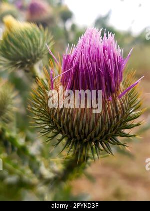 Fiore di Cardo da vicino Foto Stock