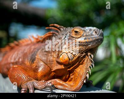 Iguana arancione brillante (Iguana iguana) sotto il sole, con sfondo sfocato Foto Stock