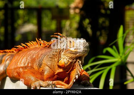 Iguana arancione brillante (Iguana iguana) sotto il sole, con sfondo sfocato Foto Stock