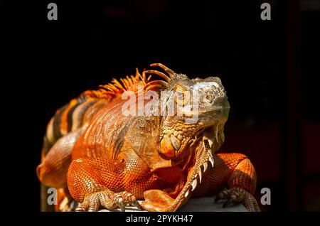 Iguana arancione brillante (Iguana iguana) sotto il sole, con sfondo sfocato Foto Stock