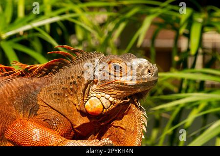 Iguana arancione brillante (Iguana iguana) sotto il sole, con sfondo sfocato Foto Stock