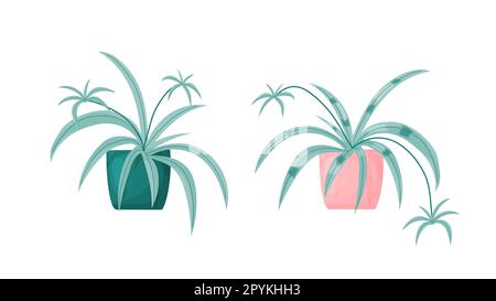 Piante di casa di fiore di ragno. Illustrazione del cartoon vettoriale. Isolato su bianco. Illustrazione Vettoriale
