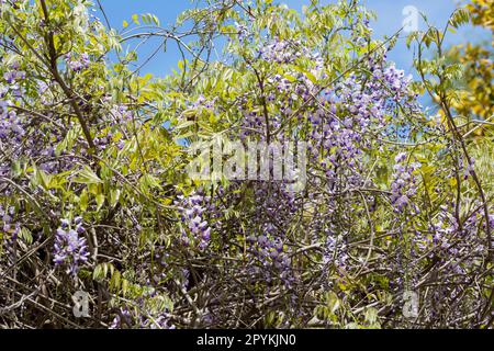 Viola in fiore Wisteria Sinensis. Bellissimo albero prolifico con profumati fiori viola classici in racemi pendenti. Il glicine cinese blu è una specie Foto Stock