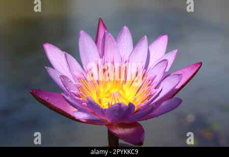 Bel giglio rosa o fiore di loto in stagno lotus rosa luce viola galleggiante luce scintillare sfondo viola Foto Stock