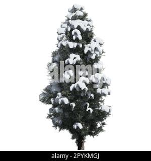 Albero isolato su sfondo bianco vista frontale - Eastern Red Cedar Tree Foto Stock