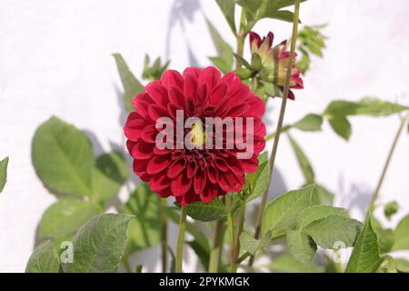 Una grande palla rossa di dahlias, fiorendo lussuosamente. Giorno di sole. Foto Stock