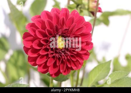 Una grande palla rossa di dahlias, fiorendo lussuosamente. Giorno di sole. Foto Stock