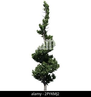 Albero isolato su sfondo bianco vista frontale - Hollywood Juniper Topiary Foto Stock