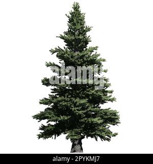 Albero isolato su sfondo bianco vista frontale - Norvegia Spruce Foto Stock