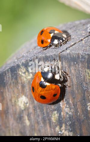 Due ladybugs su un palo di legno Foto Stock