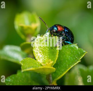 Un Beetle di Milkweed blu arroccato su una foglia verde. Foto Stock