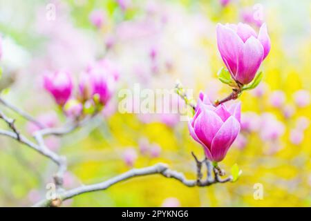 Coppia di fiori rosa magnolia in fiore su un vivace sfondo giallo catturato in un giardino. Lo sfondo creativo dell'arrivo della primavera. Foto Stock