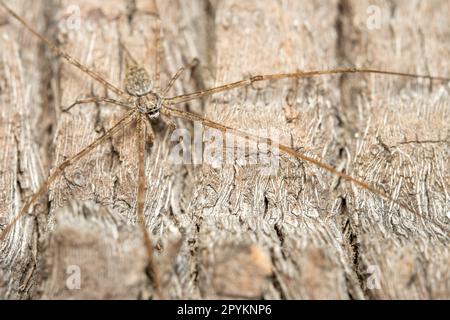 Un ragno a due code o un'ersilia mimetizzazione contro la corteccia di un albero Foto Stock