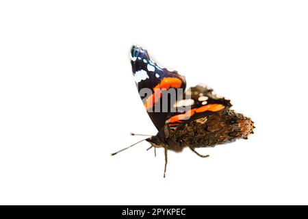 Farfalla ammiraglio ritagliata per ulteriore lavorazione per la composizione. Insetto delicato colorato dalla natura. Foto di animali Foto Stock