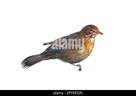 Uccello thrush corto. Per utilizzare la composizione. Animale isolato. Piume marroni. Foto di animali Foto Stock