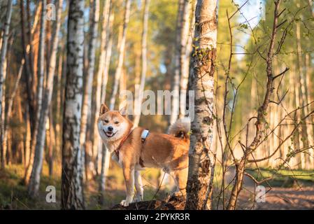 Il cane shiba inu di 1 anni rosso è in piedi sull'albero caduto nella foresta il giorno di primavera soleggiato Foto Stock