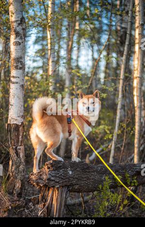 Il cane shiba inu di 1 anni rosso è in piedi sull'albero caduto nella foresta il giorno di primavera soleggiato Foto Stock