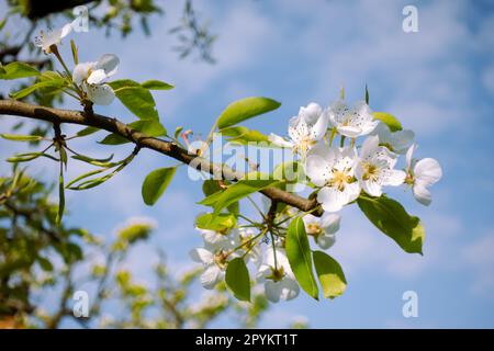 Fiori bianchi di pera o mela fioriscono in primavera Foto Stock