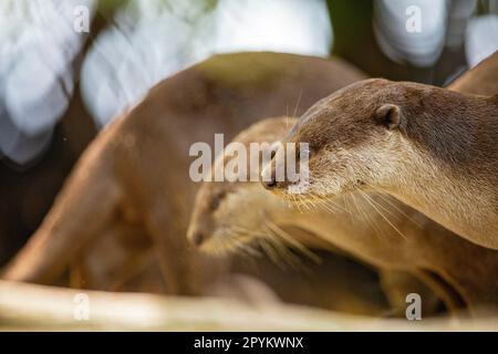 La famiglia delle lontre rivestite lisce segna il loro territorio su una riva del fiume intertidale in una mangrovia, Singapore Foto Stock