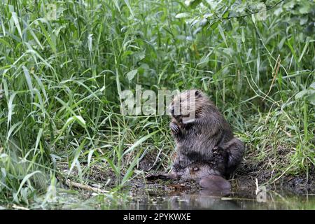 Cura del Beaver eurasiatico Foto Stock
