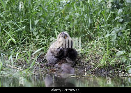 Beaver eurasiatico Foto Stock