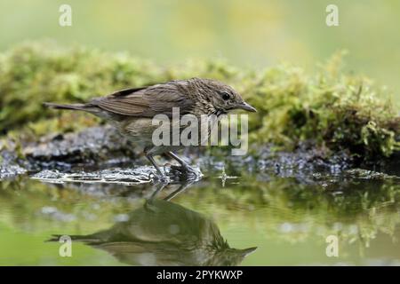 Giardino bagno Warbler Foto Stock