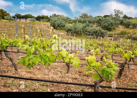 Vigna di uve Vermentino in primavera con germogli nuovi e foglie giovani nei rami. Giovane infiorescenza della vite. Agricoltura tradizionale. SA Foto Stock