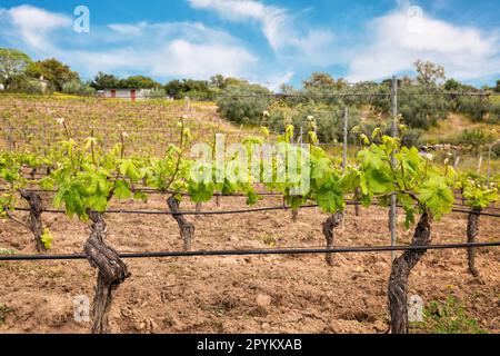 Vigna di uve Vermentino in primavera con germogli nuovi e foglie giovani nei rami. Giovane infiorescenza della vite. Agricoltura tradizionale. SA Foto Stock